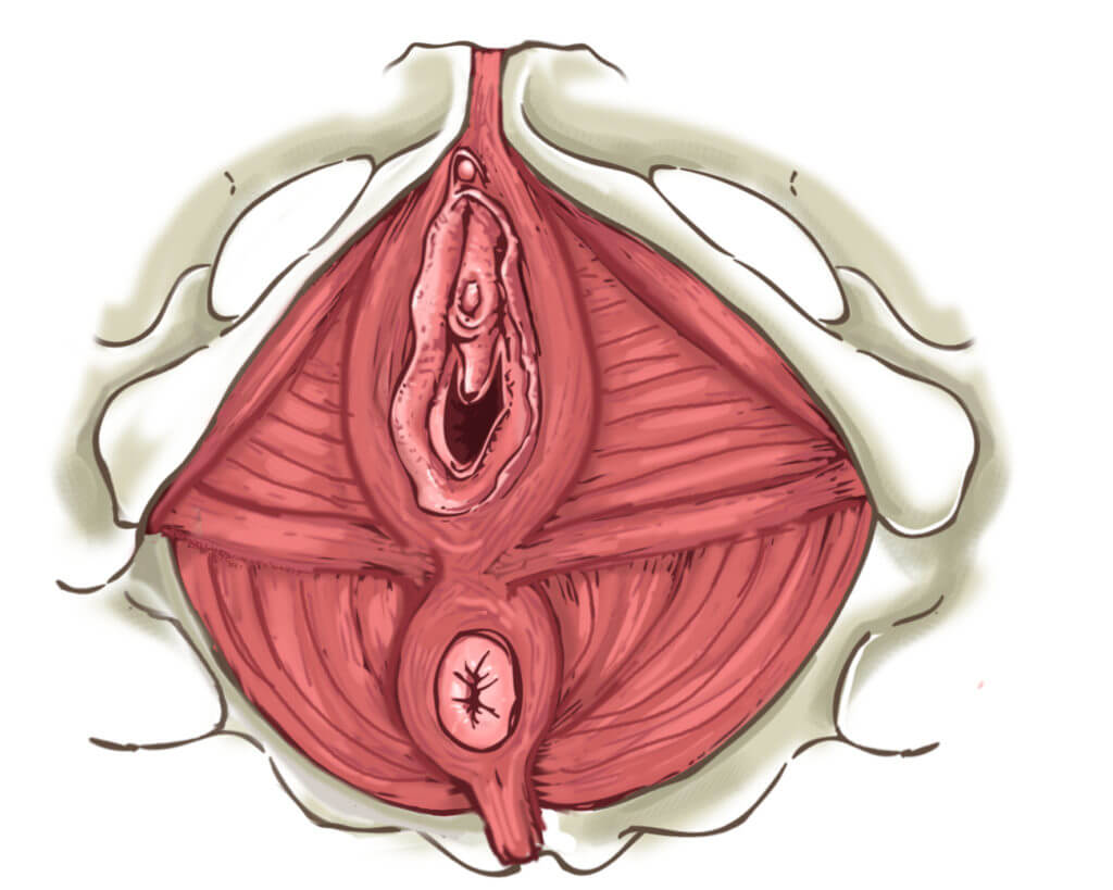 Périnée femme, périnée muscle, muscles du périnée, musculature périnéale